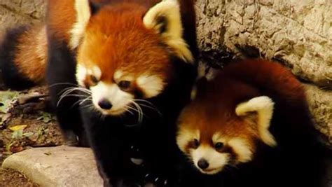 Watch Adorable Red Panda Cubs Make Debut At Cincinnati Zoo