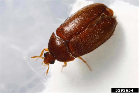 Carpet beetles inhabit dark and secluded places both indoors and outdoors. black carpet beetle, Attagenus brunneus (Coleoptera ...