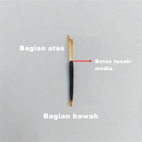 Maybe you would like to learn more about one of these? Cara Menanam Benih Bunga Marigold dari Biji yang Benar ...
