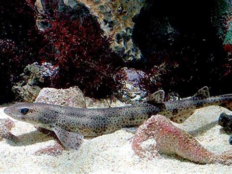 Small Spotted Catshark Bio Profile Shark And Ray Central