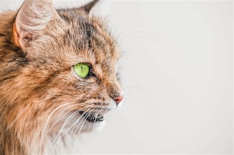 Premium Photo Beautiful Cat With Green Eyes On A Gray Background