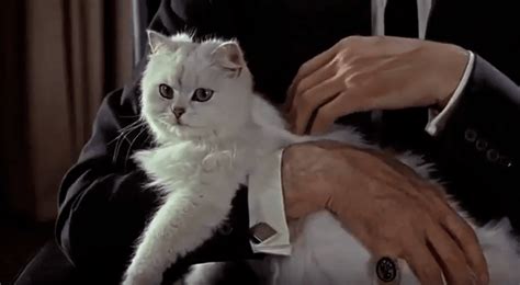 Everything You Need To Know About The James Bond Cat Persian Cat Corner