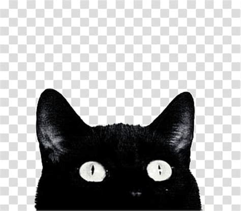 Download High Quality cat transparent aesthetic Transparent PNG Images