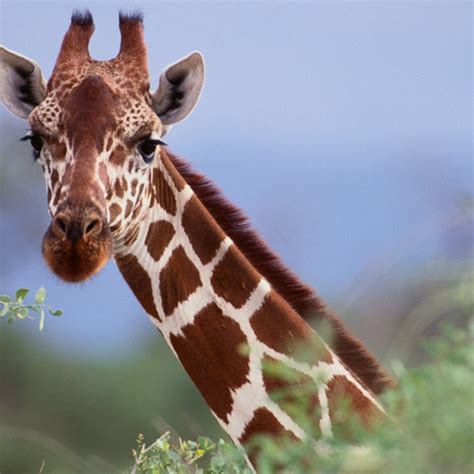 11 Facts About Giraffes