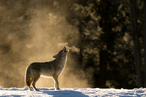 Yellowstone | Classic Howling Coyote in the Mist