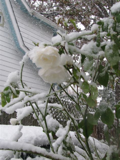 White Roses In The Snow White Roses Snow Flower Rose