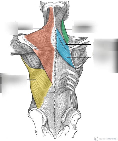 Superior Back Muscles Diagram Quizlet