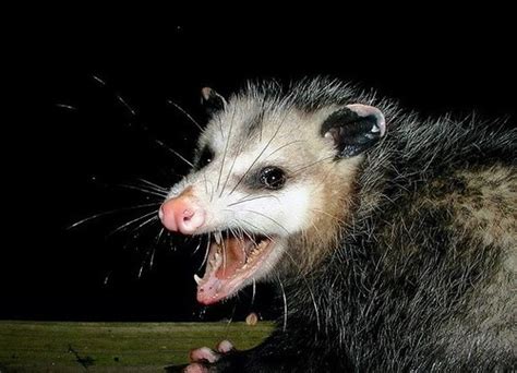 Opossum 4 Wander Lord