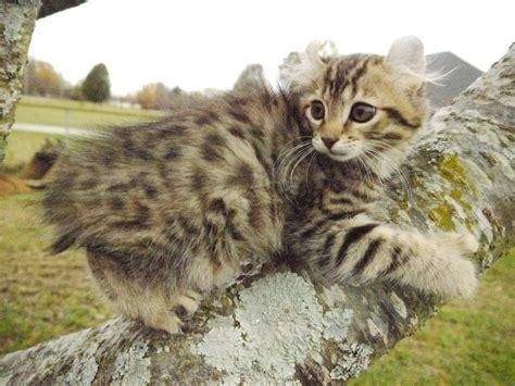 Highland lynx ranch exotic hypoallergenic highlander/highland lynx cattery highlander/highland lynx kittens. Highland Lynx Cats For Sale | Huntsville, AL #254331