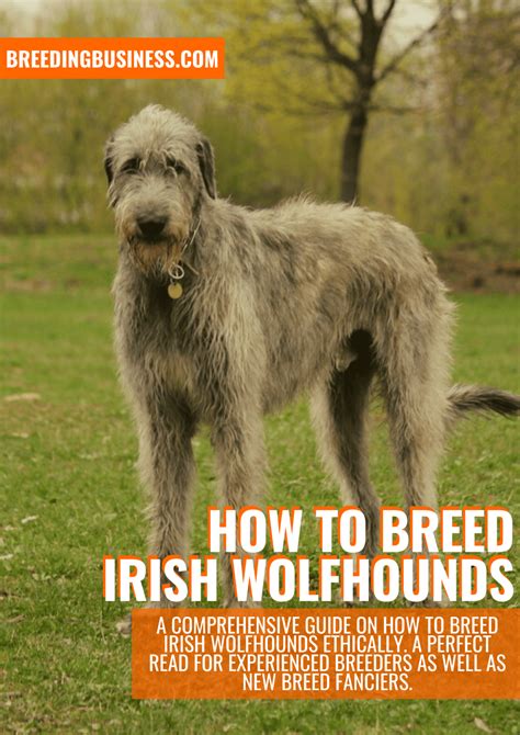 How To Breed Irish Wolfhounds Health Origins Breeding Practices And Faq