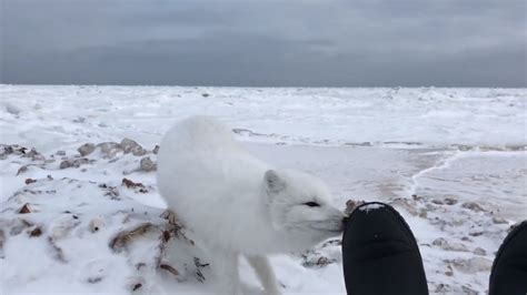Are Arctic Foxes Friendly To Humans Kwhatdo