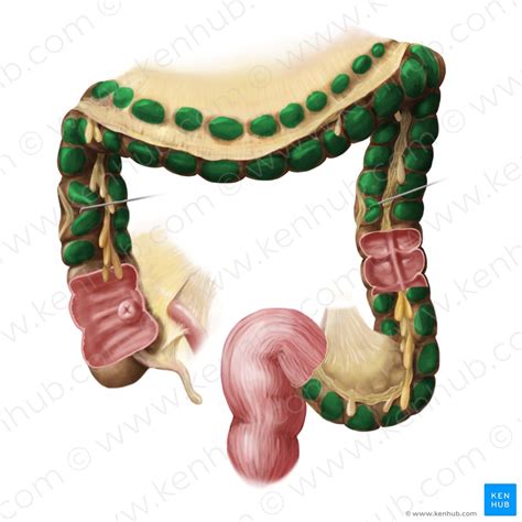 Cólon Anatomia histologia função e composição Kenhub