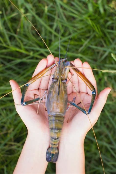 Hand Giant Freshwater Prawn Stock Photos Free And Royalty Free Stock