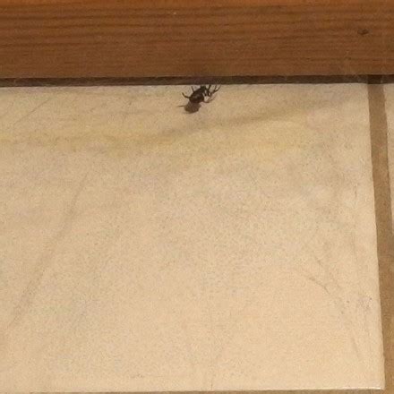 Wir ekeln uns vor ihnen und ergreifen meist sofort die flucht: Spinnen aus der Wohnung vertreiben | Frag Mutti