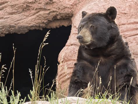 Massive Cave Bears Were Hunted And Killed By Neanderthals