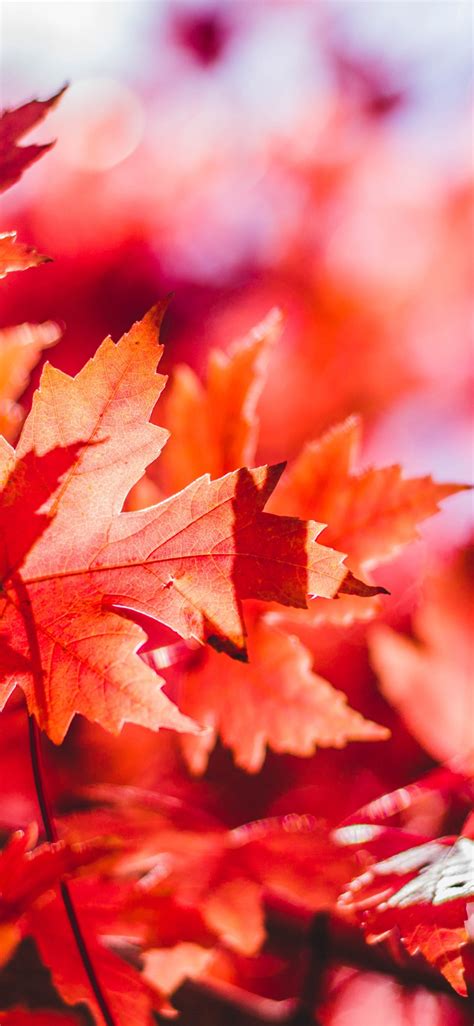 Maple Leaves Wallpaper 4k Red Leaves Selective Focus