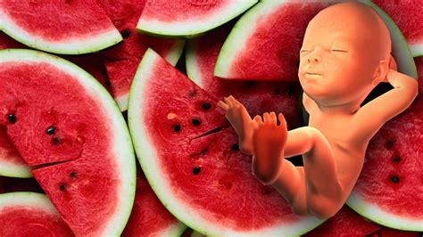 هل تعلم ماذا يحدث للجنين والأم عند أكل البطيخ أثناء فترة الحمل سبحان الله youtube
