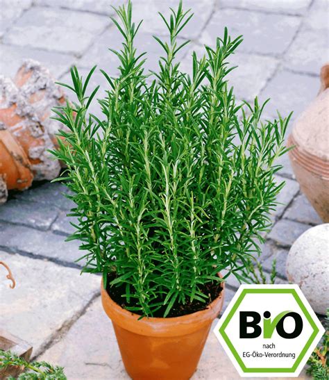 Kaufen sie ein im garten shop bei weltbild.de. BIO-Rosmarin: 1A-Pflanzen online kaufen | BALDUR-Garten