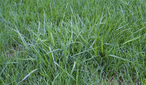 When And How To Plant Tall Fescue Grass Seed