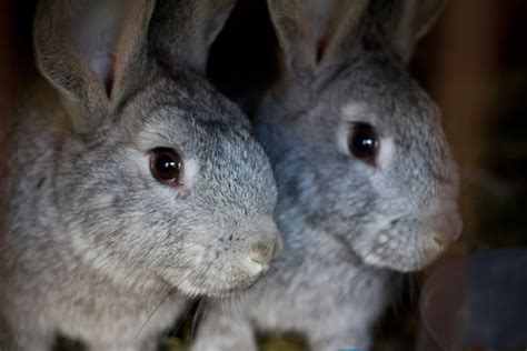 Bunny Rabbits Free Stock Photo - Public Domain Pictures