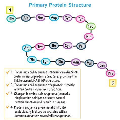 Primary Structure Of Protein Protein Structure Details The Amino