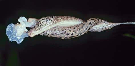 Leopard Slugs Mate In The Most Beautifully Bizarre Way And Nobody Knows Why