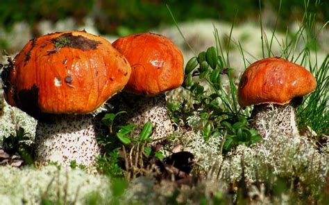 Na trzecim skrzyżowaniu w lewo, potem na drugim w prawo i na kolejnym w lewo. Grzyby, Kozaki, Rośliny