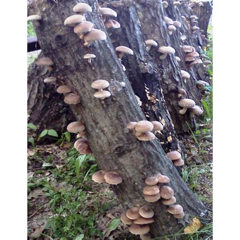 15 Easy Growing Shiitake Mushrooms On Logs How To Make Perfect Recipes