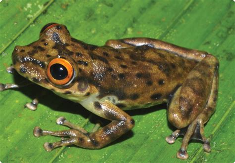 New Species Of Scinax Tree Frog From Brazil