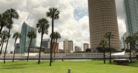 Tampa Palm Tree Stock Video Footage 4k And Hd Video Clips Shutterstock