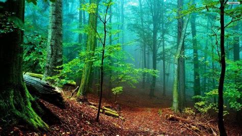 Forest Desktop Wallpaper Hd Computer Nature Wallpaper Forest