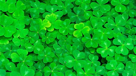 Multiple Green Four Leaf Clovers Hd Four Leaf Clover Wallpapers Hd