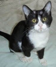 However, the name ringworm is misleading because this is a fungal infection. Questions On Dogs and Cats: RINGWORM IN DOGS AND CATS....