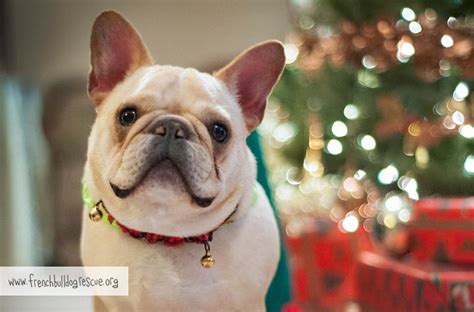 Please contact rescue for details. French Bulldog Rescue Network a Nonprofit Corporation ...