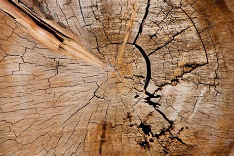 Inside Tree Trunk Texture Stock Photo Image Of Aging 44991824