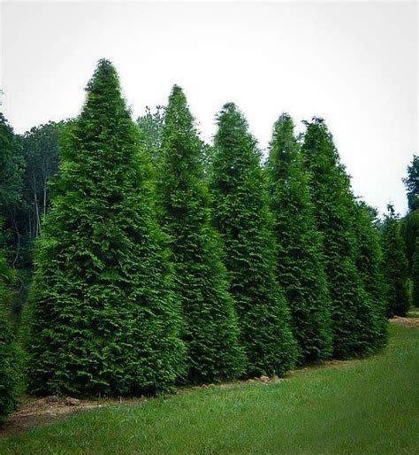 The emerald green arborvitae grows almost perfectly pyramidal with almost no pruning at all. Pin on Backyard Zen