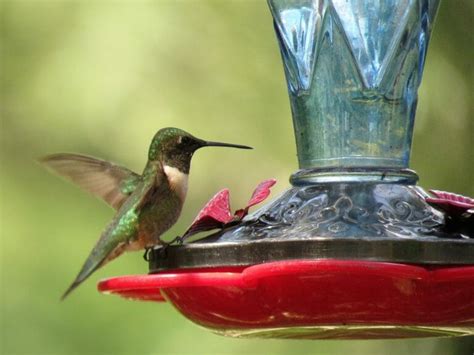What Time Of Day Do Hummingbirds Feed Learn The Hummingbirds Routine
