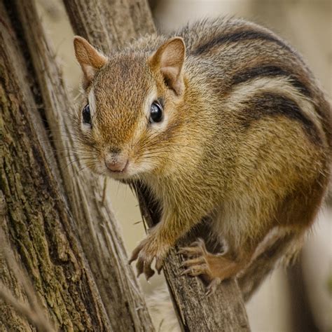 Trapping Chipmunks AZ Animals | peacecommission.kdsg.gov.ng