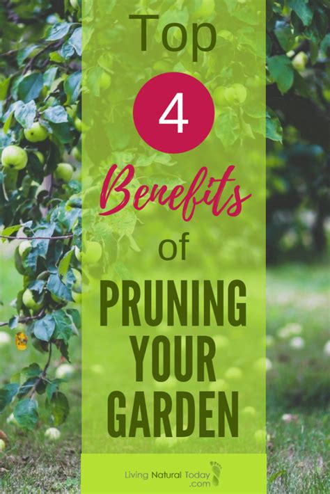 The Top 4 Benefits Of Pruning Your Garden