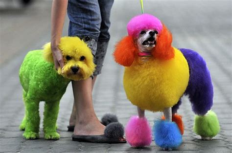 (150 g) permanent color lasts for more than how to dye a dog with food coloring | cuteness. Rainbow dogs? | Dog dye, Rainbow dog, Dog hair dye