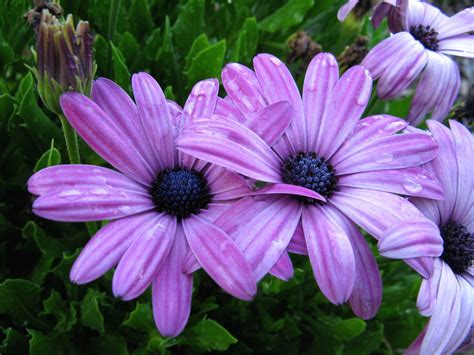 Pretty Purple Daisy Flowers Photo 2 Comments Hi Res 720p Hd
