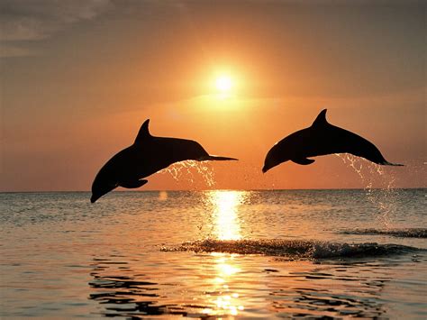 Bottlenose Dolphins After The Sunset Desktop Wallpapers 1600x1200