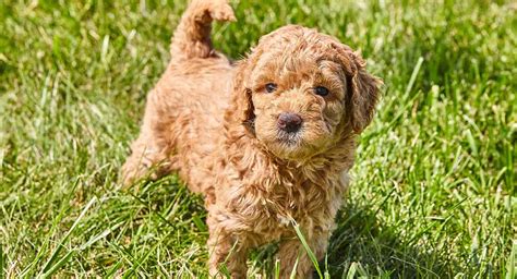 Mini golden puppies are the best puppies one can have !! Mini Golden Doodle Puppies | Luxury Puppies 2 U | Long Island