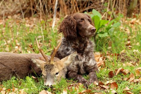Der junge wachtelhund hat keine probleme eine übernachtfährte auszuarbeiten. Strohmeyer hilft! Hund schneidet an, was nun? - Verein für ...