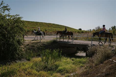 Sonoma Valley Trail Rides Teams Up Horses And Wineries Sonoma Valley