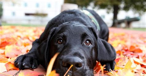 If you never had a puppy then get ready for some unwanted chewing of among other things furniture, clothes, shoes, hands, and one time i left a few crumbs in my pocket and stetson chewed through the fabric to get those last few niblets. Leaders of the pack! Here are the top dog names of 2016