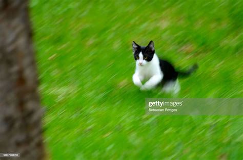 Cat Jump High Res Stock Photo Getty Images