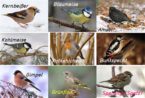 Check spelling or type a new query. Wintervögel | Kohlmeise, Blaumeise, Gimpel