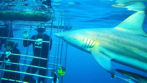Shark Cage Diving In Durban South Africa Vacation Youtube