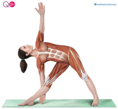 Medical-artist.com Wins Yoga Illustration Contract for ...